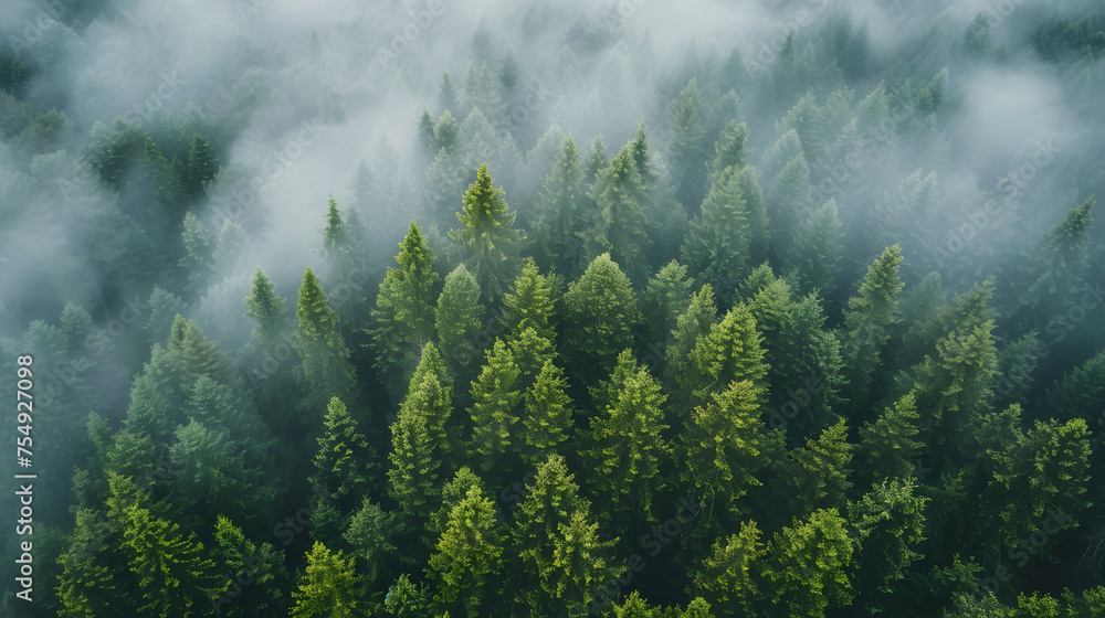 Foggy forest, autumn vibes, nature background, rain and clouds Foggy forest, autumn vibes, nature background, rain and clouds