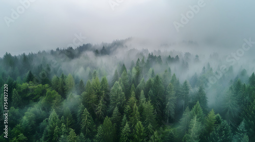 Foggy forest, autumn vibes, nature background, rain and clouds