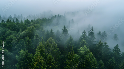 Foggy forest, autumn vibes, nature background, rain and clouds © Markus