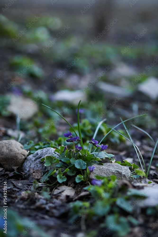 The fragrant violet is a delicate spring purple flower with green leaves growing in the forest. The blurred background of the forest The fragrant violet is a delicate spring purple flower with green leaves growing in the forest. The blurred background of the forest