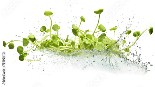 Lentil sprouts sliced pieces flying in the air with water splash isolated on transparent png. 