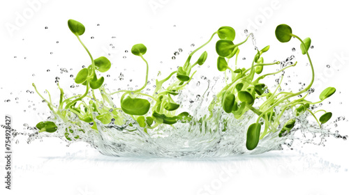 Lentil sprouts sliced pieces flying in the air with water splash isolated on transparent png. 