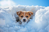 A cute puppy peeking through fluffy white snow