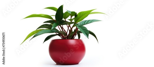 A houseplant with lush green leaves sits in a red vase  adding a touch of nature to any space. The vibrant greenery stands out against the white background.