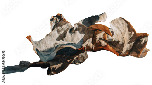 Close up bright oak dry leaf on rails isolated PNG photo. Fall season, top view.