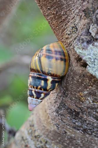 Florida Tree Snail - Liguus fasciatus - on Gumbo Limbo Tree in Everglades National Park, Florida. photo