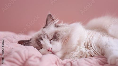 Ragdoll cat sprawled lazily eyes half closed on a soft pink background a vision of peace and softness with ample copyspace