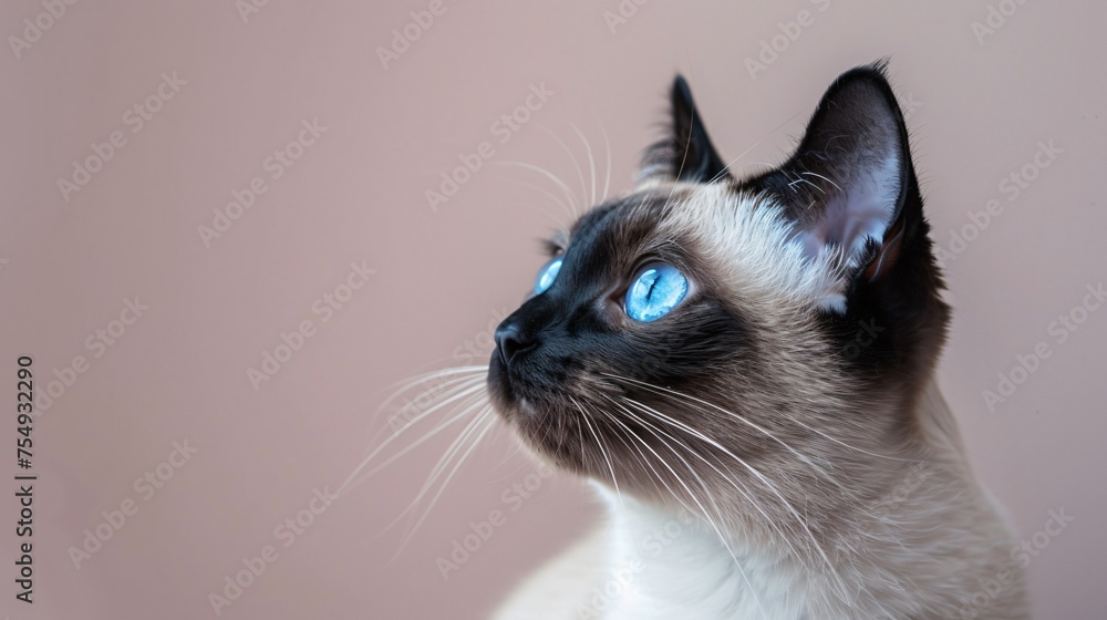 Siamese cat with striking blue eyes on a soft lavender background elegance and mystery with ample copyspace
