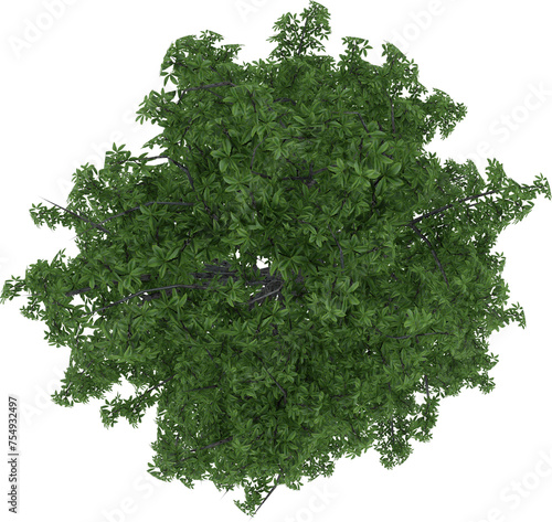 Plant Tree and Shrub Flower Leaves pot Top View photo