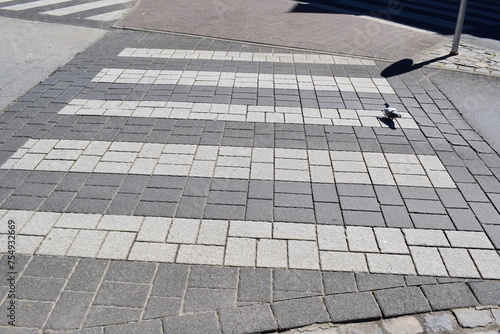 pigeon using a crosswalk