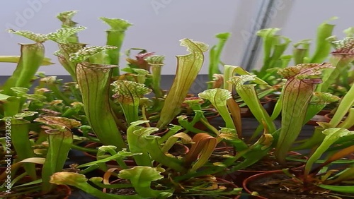 Selling carnivorous plants. Festival of exotic plants. Exhibition of flowers