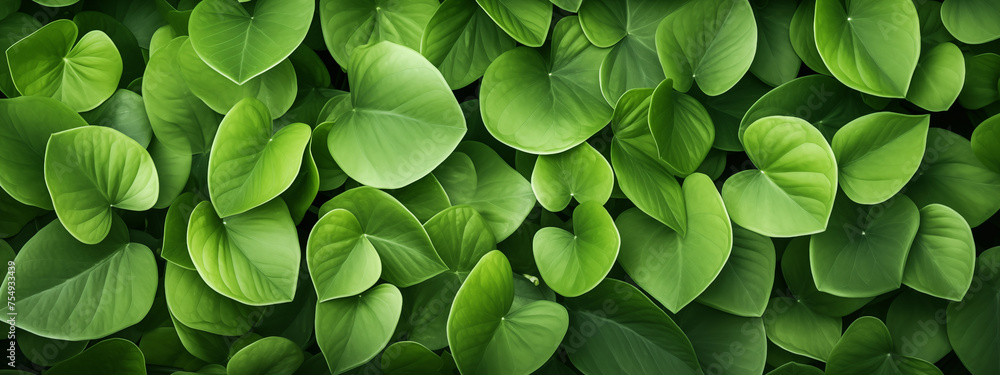 green leaves background green leaves background