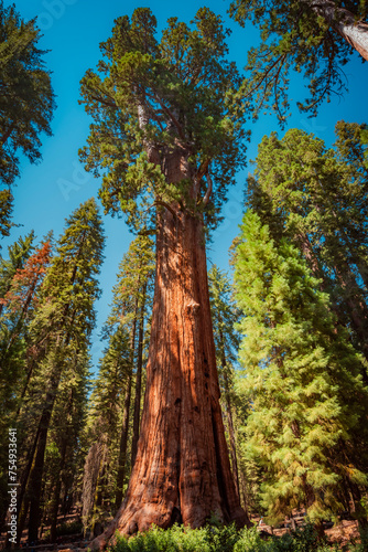 General Sherman, the largest living tree on earth © Yggdrasill