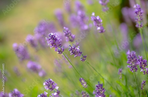 closeup on lavender flower blooming in a garden.