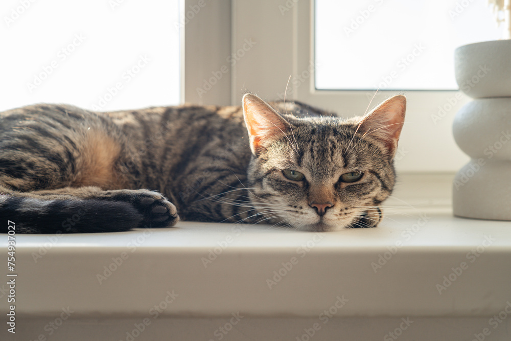 Sleepy cat lies on the windowsill and looks at the camera