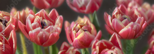 banner of beautiful pink double-flowered tulip flowers in dark background