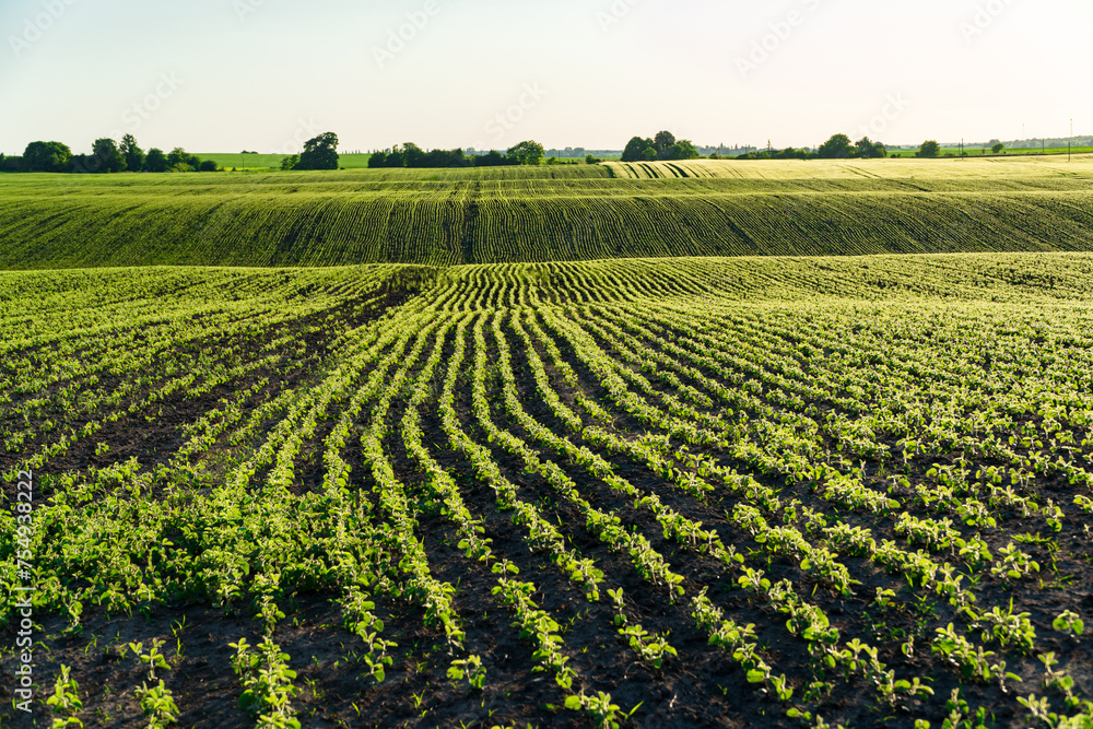 Small soybean plants grow in beautiful rows on the field. Agricultural soybean field on a sunny day