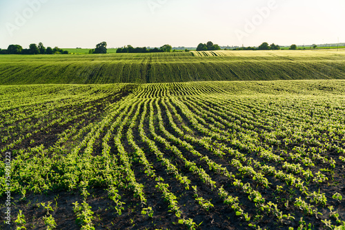 Small soybean plants grow in beautiful rows on the field. Agricultural soybean field on a sunny day