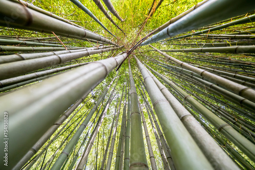 The Bamboo Cevennes, Occitanie, France photo