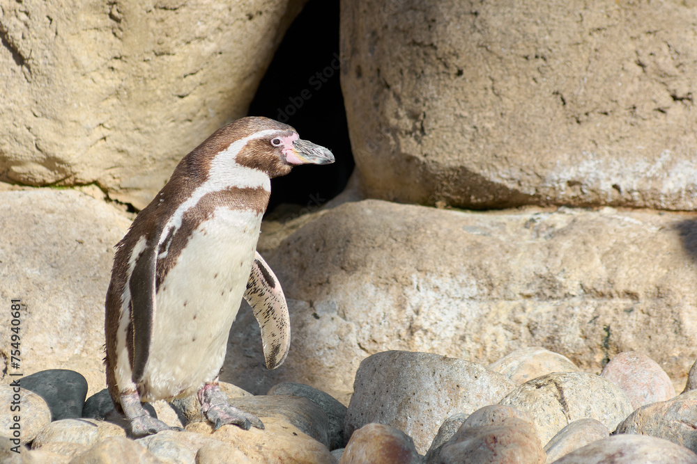 Obraz premium Humboldt penguin perches majestically on a rock, with a stone bottom.