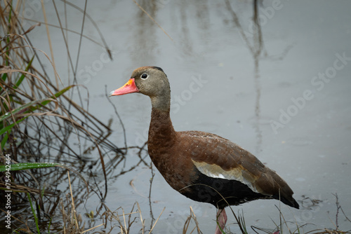 Black-bellied Whistling duck