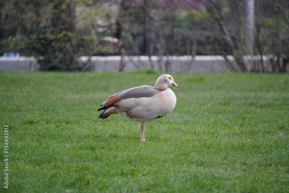 Obraz premium goose on the grass