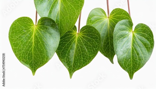 hanging vine plant succulent leaves of hoya dischidia ovata benth indoor houseplant isolated on transparent background photo