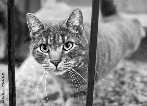 Lonely cat looking from the railing