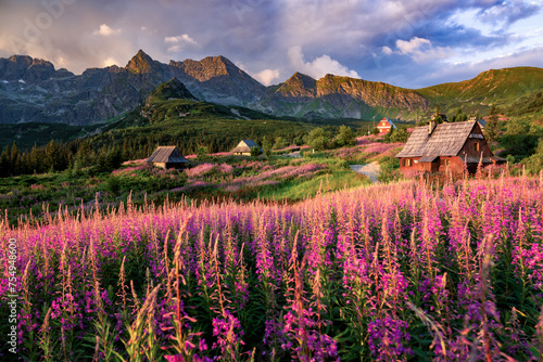 Tatra mountains landscape panorama, Poland colorful flowers and cottages in Gasienicowa valley (Hala Gasienicowa), warm summer morning and flowers in foreground