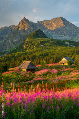 Tatra mountains vertical landscape, Poland colorful flowers and cottages in Gasienicowa valley (Hala Gasienicowa), warm summer morning with mountain peaks in the background © Marcin Mucharski