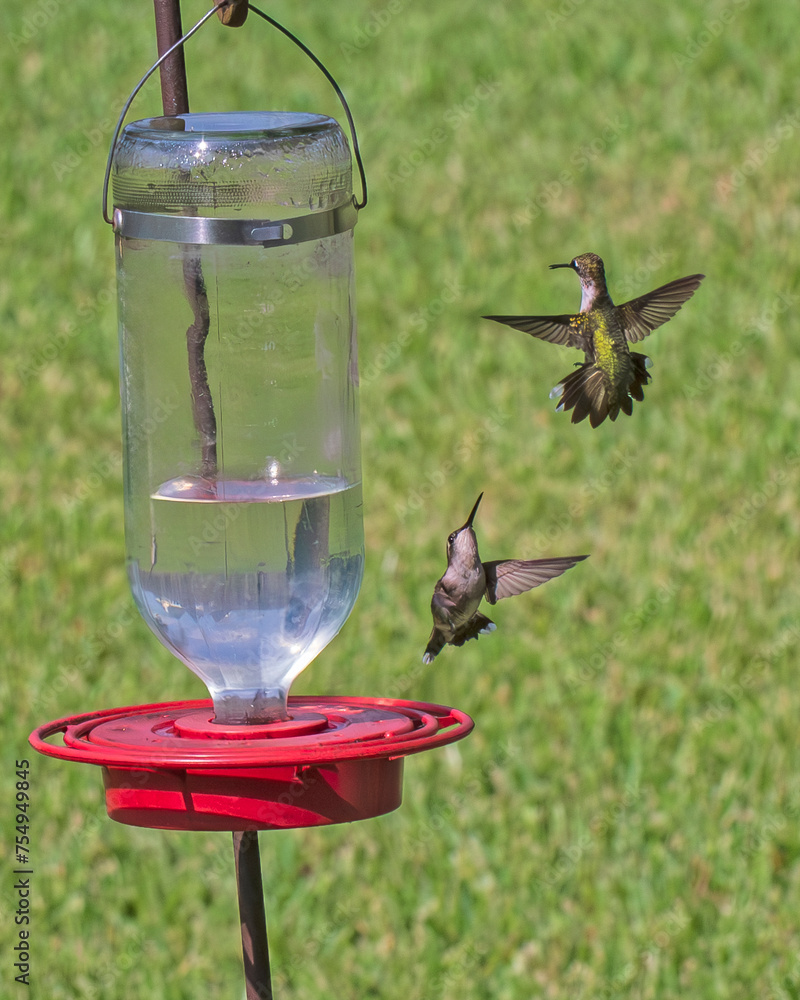 Obraz premium Sparring Juvenile Ruby Throated Hummingbirds