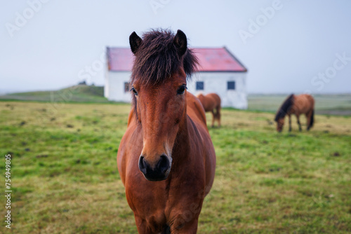 Wonderful, unique Icelandic horse, bay color, and his herd in the field in the background. Natural treasure and tourism concepts.
