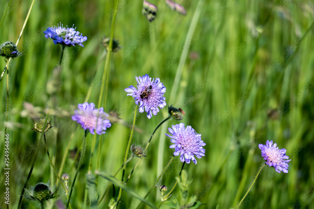 Wiesen Witwenblume, Knautia arvensis, auf einer grünen Wiese Wiesen Witwenblume, Knautia arvensis, auf einer grünen Wiese
