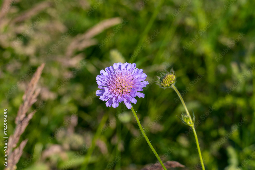 Obraz premium Wiesen Witwenblume, Knautia arvensis, auf einer grünen Wiese