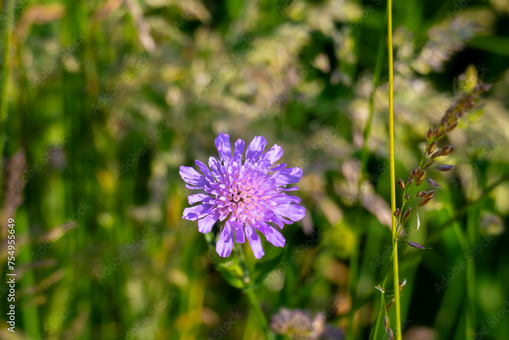 Wiesen Witwenblume, Knautia arvensis, auf einer grünen Wiese Wiesen Witwenblume, Knautia arvensis, auf einer grünen Wiese