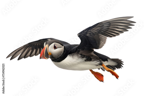 Flying Atlantic Puffin on isolated transparent background photo