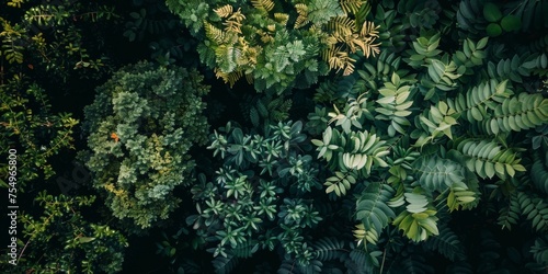 A lush green forest with many different types of plants © ColdFire