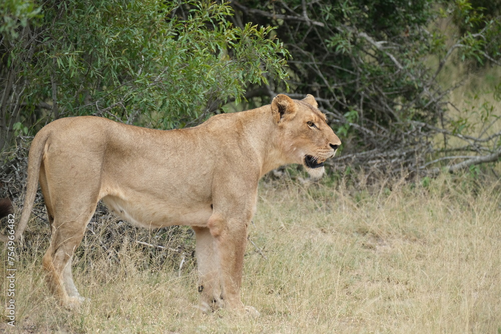 Lion standing with mouth open, full frame Lion standing with mouth open, full frame