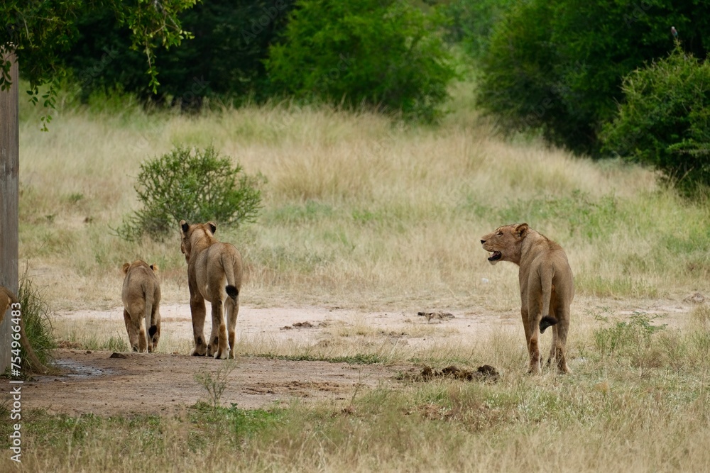 Lioness with mouth open smiling at 2 other lions of one which is a cub next to a waterhole in the grass Lioness with mouth open smiling at 2 other lions of one which is a cub next to a waterhole in the grass