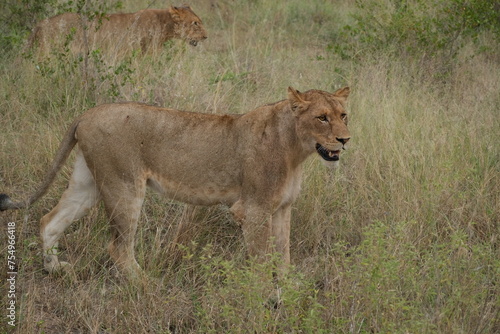 Lioness smiling with tired eyes, with young male in the back ground