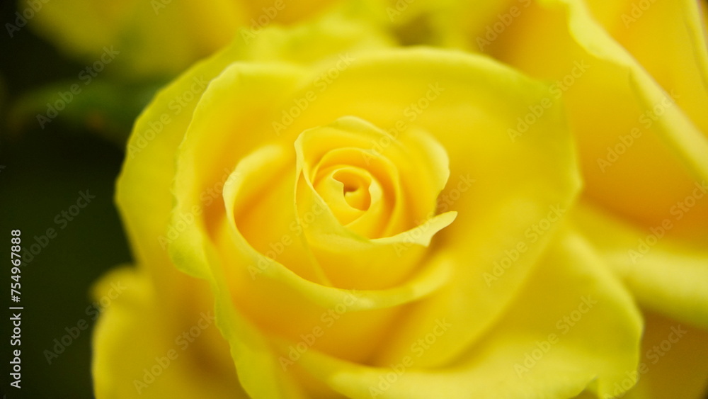 Yellow roses, beautiful flowers in their own way that everyone loves Yellow roses, beautiful flowers in their own way that everyone loves