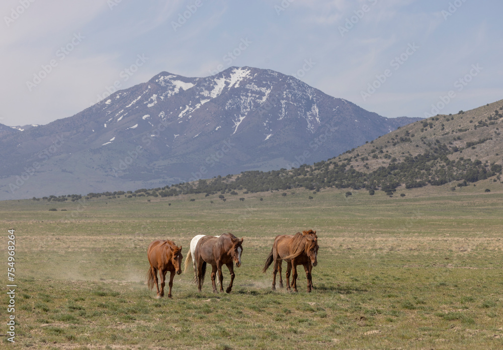 Wild Horses in the Utah Desert in Springtime Wild Horses in the Utah Desert in Springtime