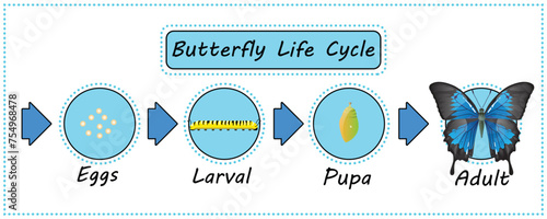 Butterfly life cycle vector for Education,Agricultural,Science,Graphic design,Artwork.