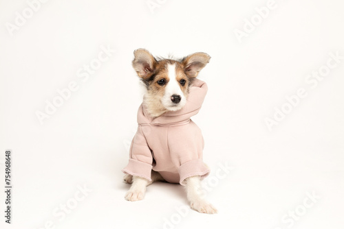 White puppy in a pink jacket