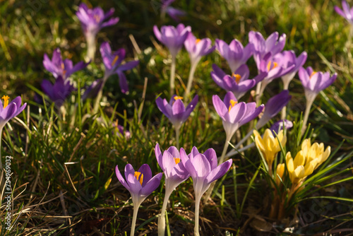 Lila Krokusblüte im Frühjahr © H. Rambold