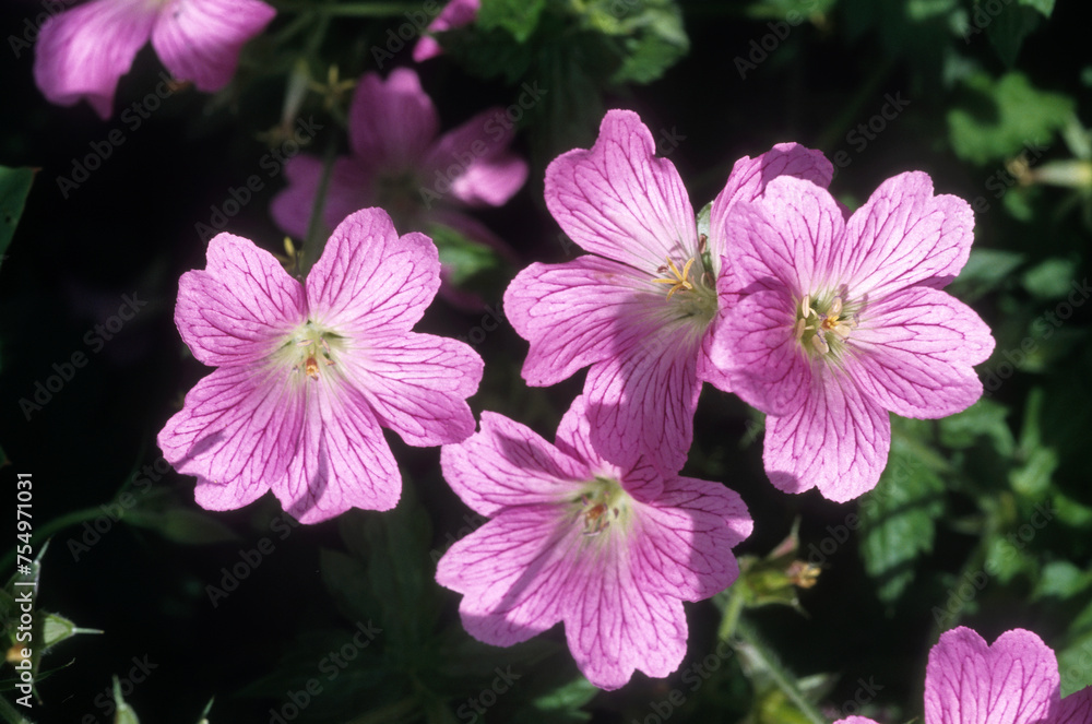 Fototapeta premium Geranium erianthum, géranium du nord