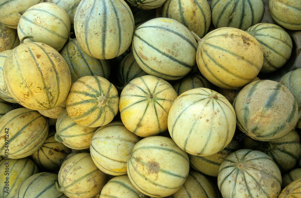 Cucumis melo, Melon Cucumis melo, Melon