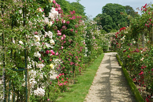 Roseraie  L Hay les Roses  Val de Marne  94  France