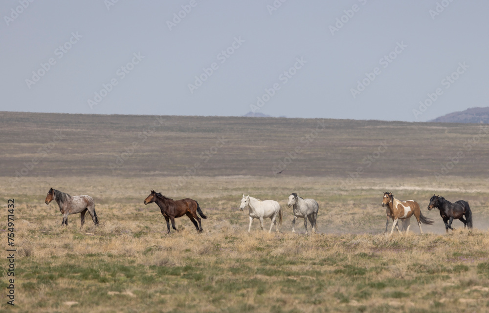Naklejka premium Wild Horses in the Utah Desert in Springtime