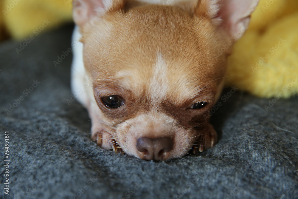 Funny chihuahua dog lying on the bed